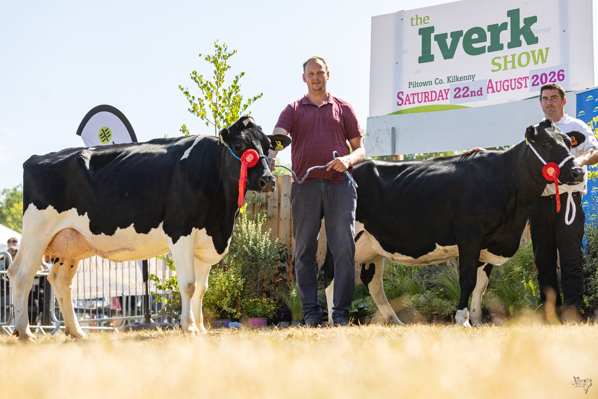 Senior Cow and Heifer class winners, Carrickshock & Churchclara